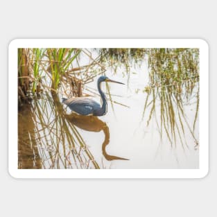 Tri-colored Heron Reflecting On the Shallows Sticker